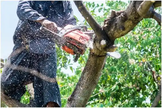 tree services Airway Heights